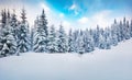 Cold winter morning in mountain forest with snow covered fir trees. Amazing outdoor scene of Carpathian mountains. Beauty of natur Royalty Free Stock Photo