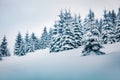 Cold winter morning in mountain forest with snow covered fir trees. Picturesque outdoor scene of Carpathian mountains. Beauty of n Royalty Free Stock Photo