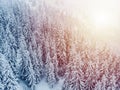 Cold winter morning in mountain foresty with snow covered fir trees. tatras, slovakia. Aerial view. Cabin alone in snow forest.