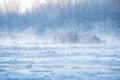 Cold winter morning, reeds and water of the Venta river freezes, Kuldiga, Latvia