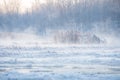 Cold winter morning, reeds and water of the Venta river freezes, Kuldiga, Latvia Royalty Free Stock Photo