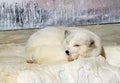 Cold Winter North Pole Arctic Fox Polar Foxes Zhuhai Hengqin Chimelong Ocean Kingdom Zoo Animal Lying Flat Laid Down Chill Sleep
