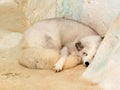 Cold Winter North Pole Arctic Fox Polar Foxes Zhuhai Hengqin Chimelong Ocean Kingdom Zoo Animal Lying Flat Laid Down Chill Sleep