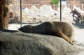 Cold Winter North Pole Arctic Polar Bear Zhuhai Hengqin Chimelong Ocean Kingdom Zoo Animal Lying Flat Laid Down Chilling Sleeping