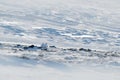 Cold winter in Norway, bird hidden in habitat. Rock Ptarmigan, Lagopus mutus, white bird sitting on the snow, bird in the nature h