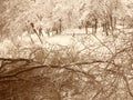 Cold winter photo with snow on the trees.