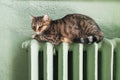 Cold winter. Problems with heating . Cat heating on the battery. Tabby cat relaxing on a warm radiator. Beautiful cat lies on