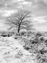 Winter scene with bald tree in snow covered heath-land, Regte Heide, Goirle, The Netherlands