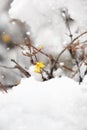 Forsythia flowers convey the news of snowy winter and spring