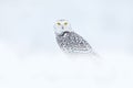 Cold Winter. Snowy Owl Sitting On The Snow In The Habitat. White Winter With Misty Bird. Wildlife Scene From Nature, Manitoba,