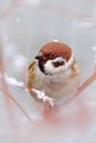 Cold winter with songbird, detail head portrait. Bird Tree Sparrow, Passer montanus, sitting on branch with snow, during winter. S Royalty Free Stock Photo