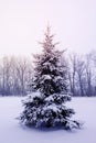 Cold Winter Tree