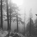 Cold Winterforest Royalty Free Stock Photo