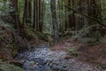 Cold woods with tall trees and rock bottom paths with water stream Royalty Free Stock Photo