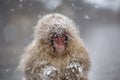 Cold young snow monkey in a snowstorm Royalty Free Stock Photo