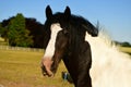 Cold-blooded horse, black and white marks Royalty Free Stock Photo