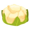 Cole cauliflower icon cartoon vector. Cabbage food