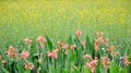 Cole flower field and canna flower