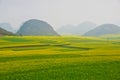 Cole flower field, China Royalty Free Stock Photo