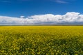 Cole Flower Landscape