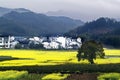 Cole flowers blossom in Wuyuan