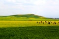 The cole flowers of Qinghai Menyuan bucolic