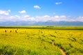 The cole flowers of Qinghai Menyuan bucolic Royalty Free Stock Photo