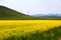 The cole flowers of Qinghai Menyuan bucolic Royalty Free Stock Photo