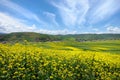 The cole flowers and blue sky Royalty Free Stock Photo