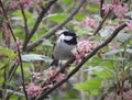 Cole tit with closed black beak is sitting on thin branch covered by pink flowers and with green leaves. Royalty Free Stock Photo