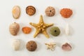 Colection of various sea animals urcihn, snail, sand dollar, shell, crab starfish Royalty Free Stock Photo