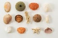 Colection of various sea animals urcihn, snail, sand dollar, shell, crab, coral Royalty Free Stock Photo