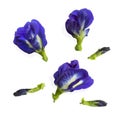 Collections of Blue pea, known as bluebell vine or butterfly pea and cordofan, isolated on white background dicut with clipping