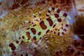 Coleman`s Shrimp Among Spines on Venomous Urchin Royalty Free Stock Photo