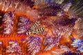 Coleman shrimp, fire sea urchin in Ambon, Maluku, Indonesia underwater photo Royalty Free Stock Photo