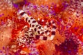 Coleman shrimp - Periclimenes colmani Royalty Free Stock Photo