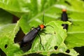 Coleoptera Beetle