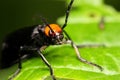 Coleoptera Beetle