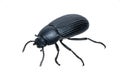 Coleoptera Carabidae ground beetle isolated on white background
