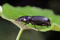 Coleoptera Carabidae Insects in Nature Royalty Free Stock Photo
