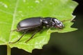 Coleoptera Carabidae Insects in Nature Royalty Free Stock Photo