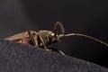 Coleoptera-Cerambycidae on black background.Macro