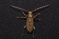 Coleoptera-Cerambycidae on black background.Macro