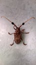 Coleoptera-Cerambycidae Royalty Free Stock Photo