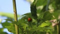 Coleoptera : Coccinellids Ladybug