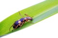 coleoptera insects on a white background Royalty Free Stock Photo