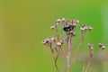 Coleoptera meloidae or blister beetle Royalty Free Stock Photo