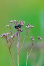 Coleoptera meloidae or blister beetle Royalty Free Stock Photo