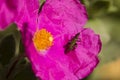 Coleopteron insect on pink rock rose Royalty Free Stock Photo
