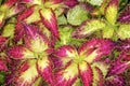 Coleus